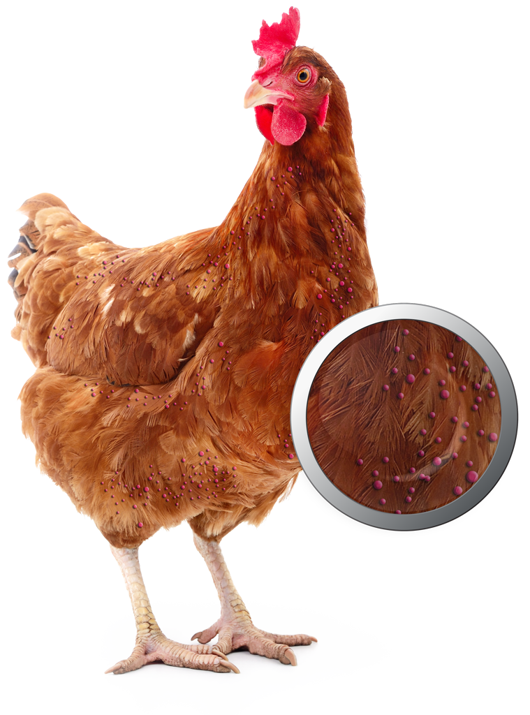 home-shield-huhn-mit-rote-vogelmilben home-shield-huhn-mit-rote-vogelmilben